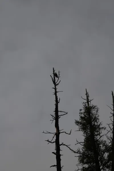 DSC_0172 (Large).JPG